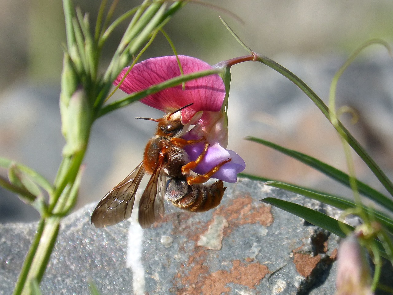 Image - red bee rhodanthidium sticticum