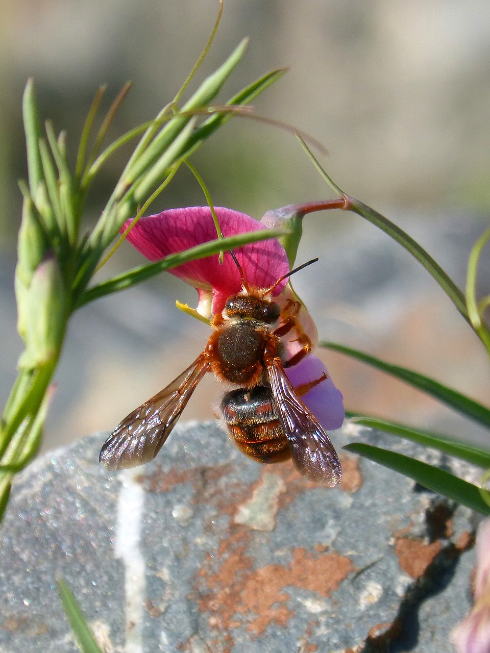 Image - red bee rhodanthidium sticticum