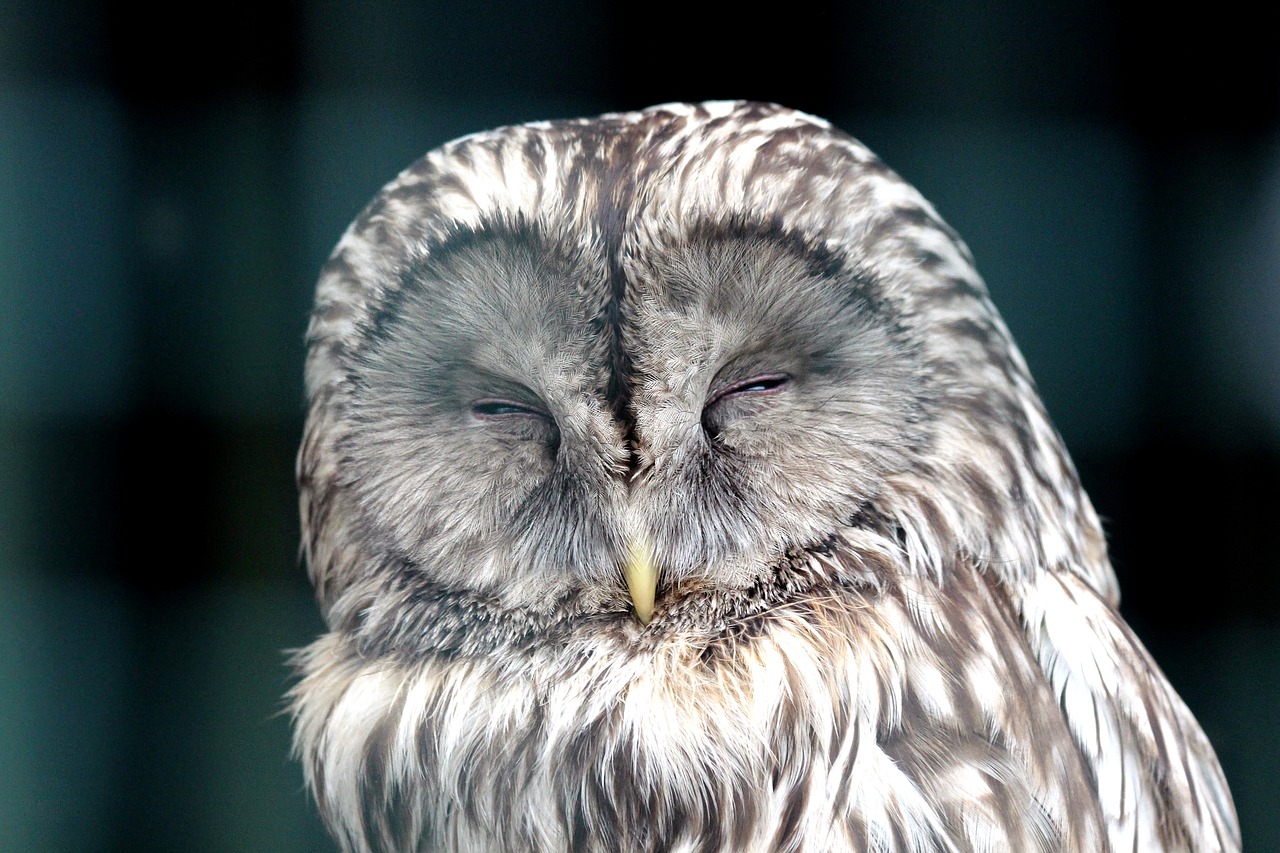 Image - owl bird front disc sleeps beak