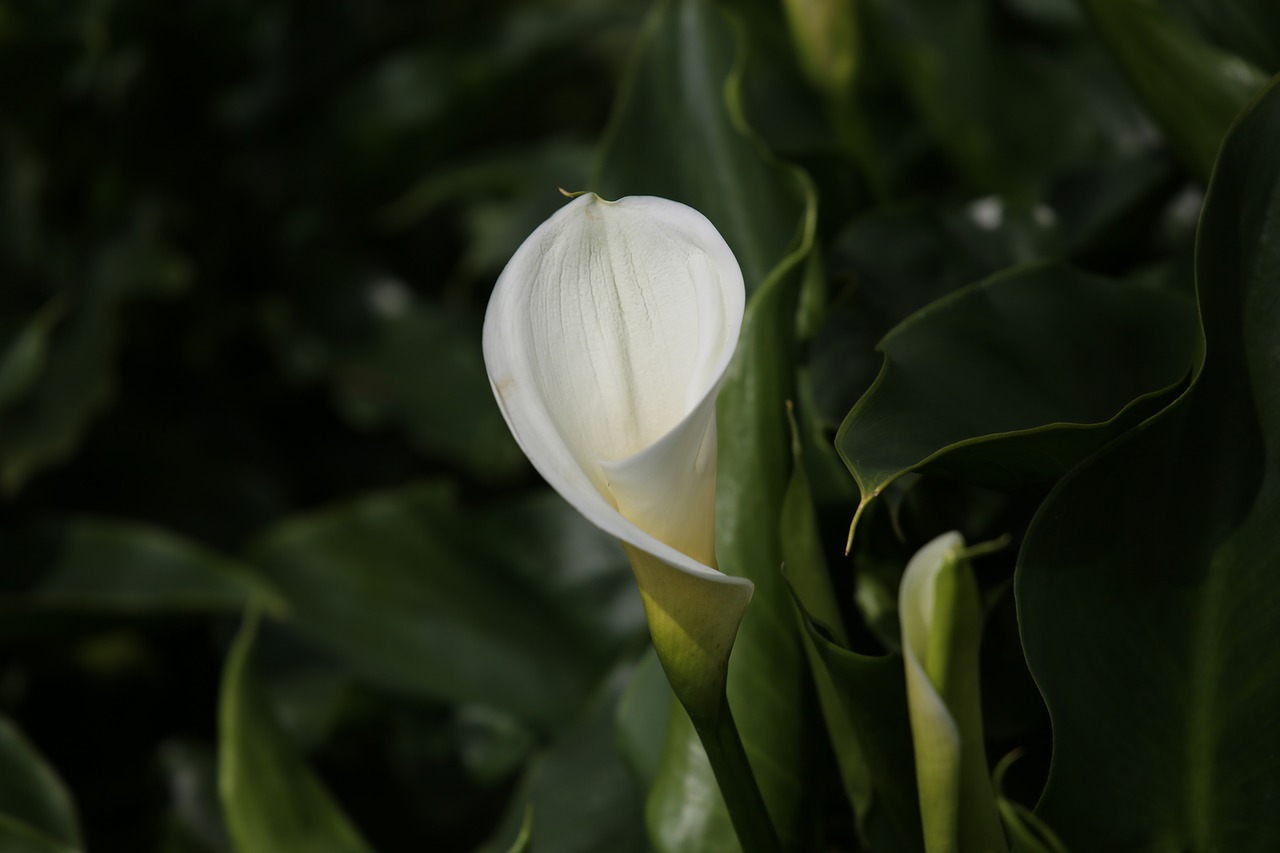 Image - calla flowers bamboo lake