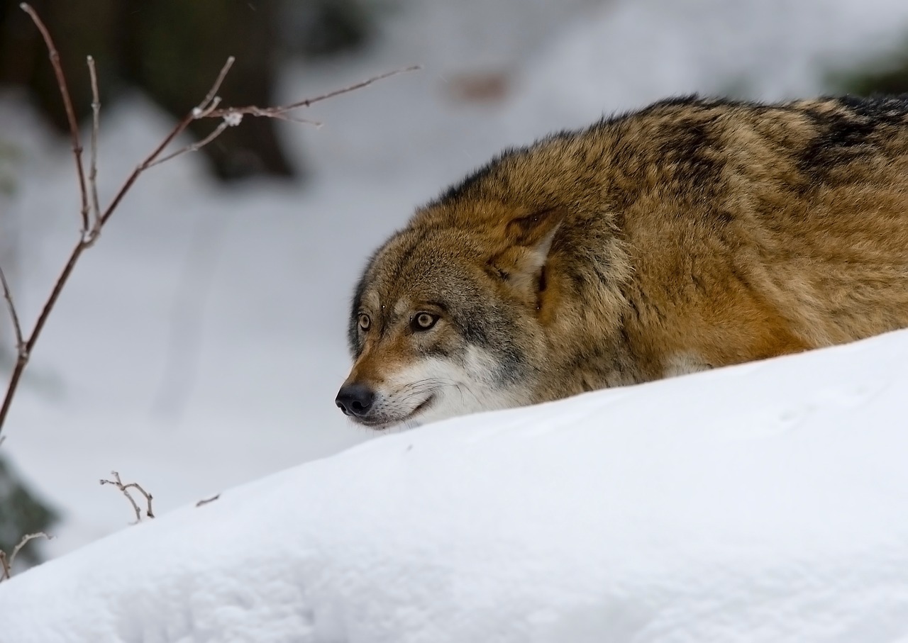 Image - wolf predator pack animal