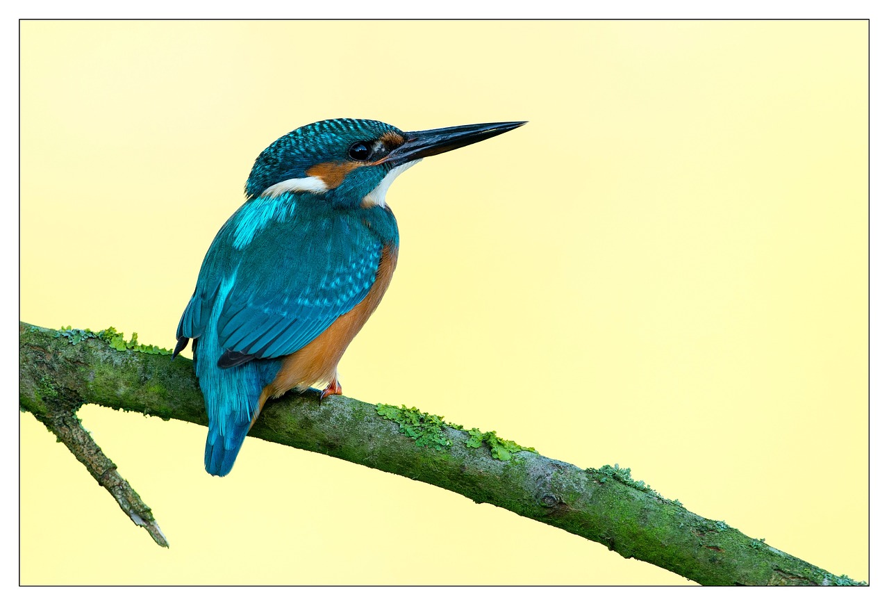 Image - kingfisher bird colorful red blue