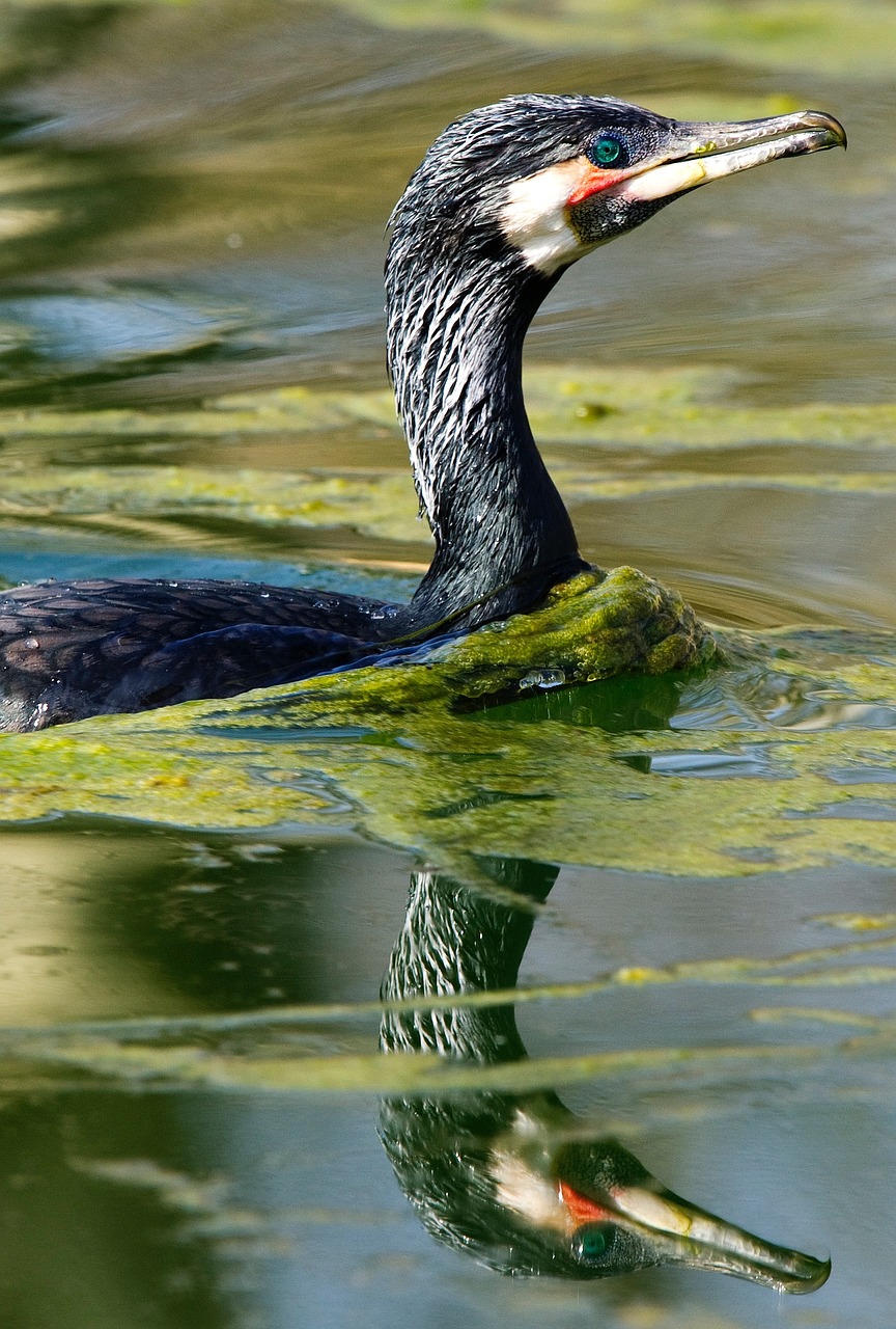 Image - cormorant waterfowl birds