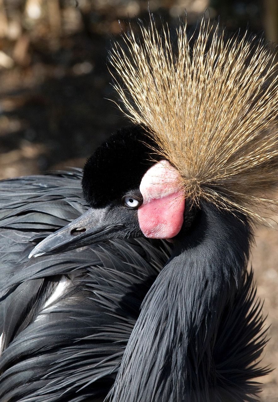 Image - grey crowned crane birds crane