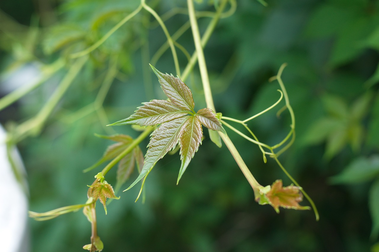 Image - green grapes sheet plant leaves