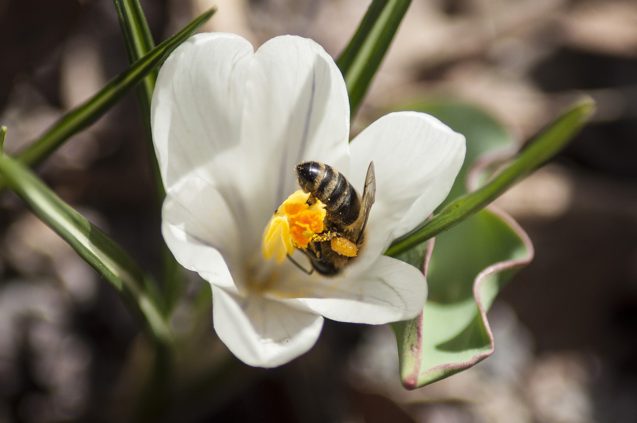 Image - bee flower crocus honey yellow