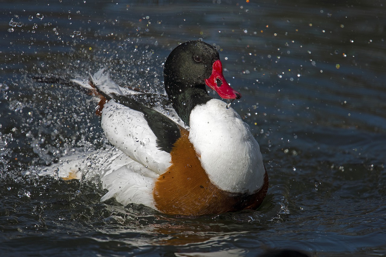 Image - ducks brand goose swim