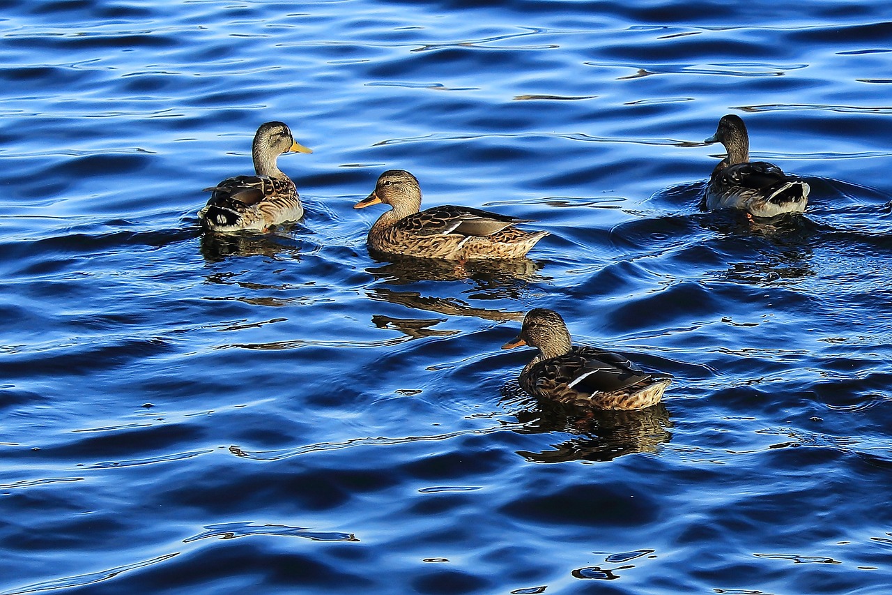 Image - wild ducks pond duck lake ripple