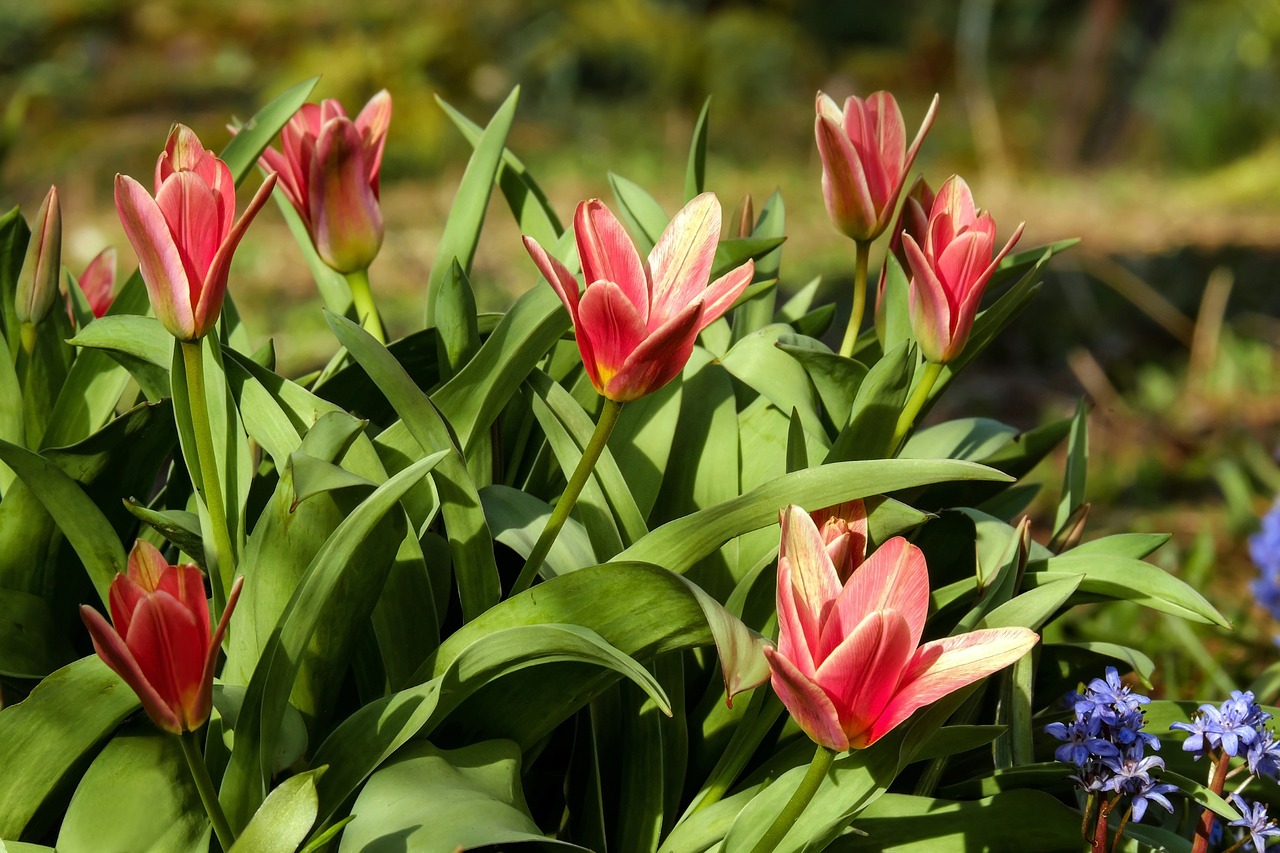 Image - tulips flowers bloom red yellow