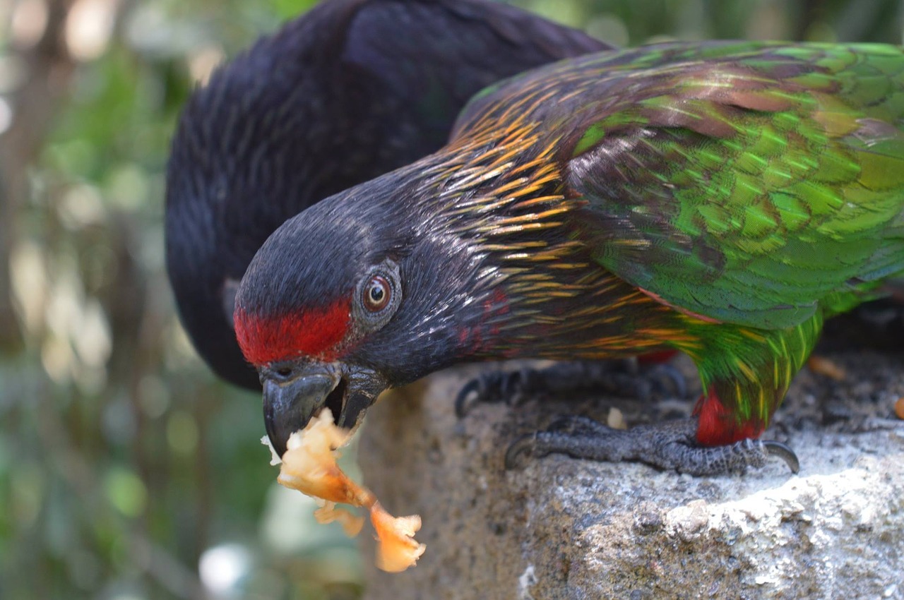 Image - bird eating nature food animal