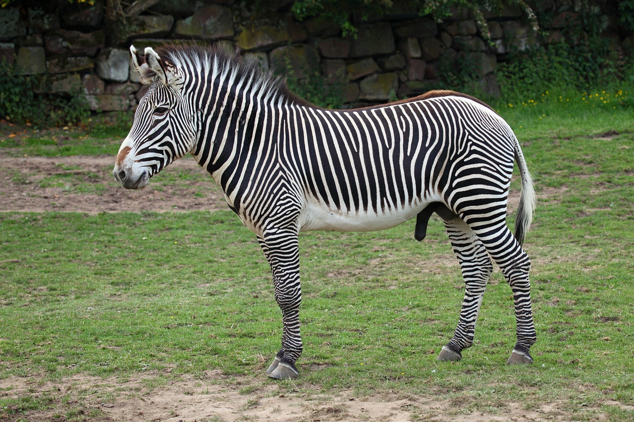 Image - africa african animal black