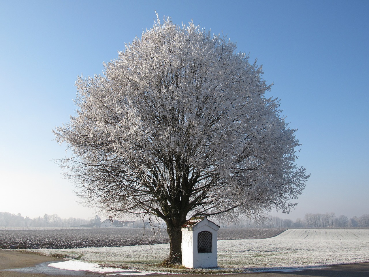 Image - tree frost hoarfrost morning sun