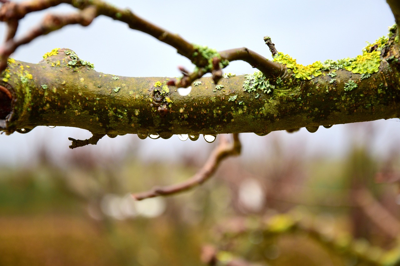 Image - raindrop branch droplets nature