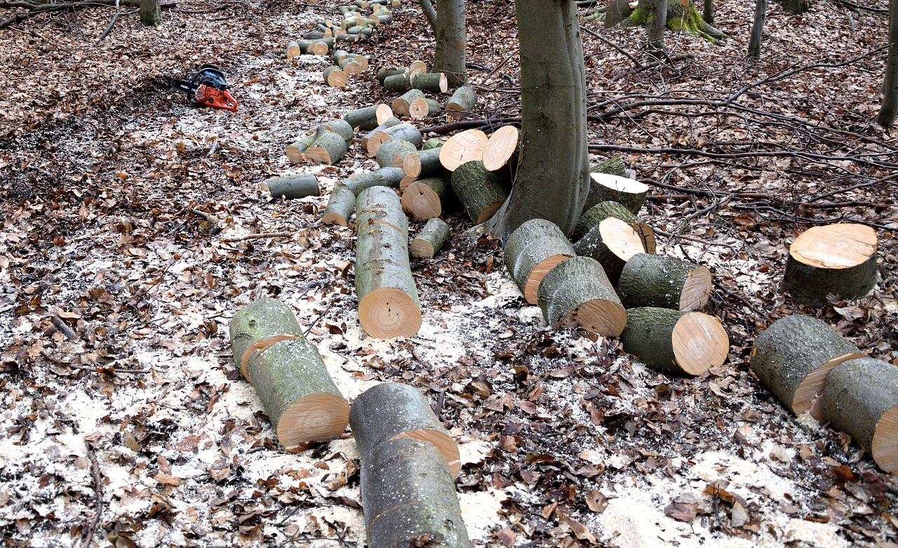 Image - lumberjack woodworks tree trunks
