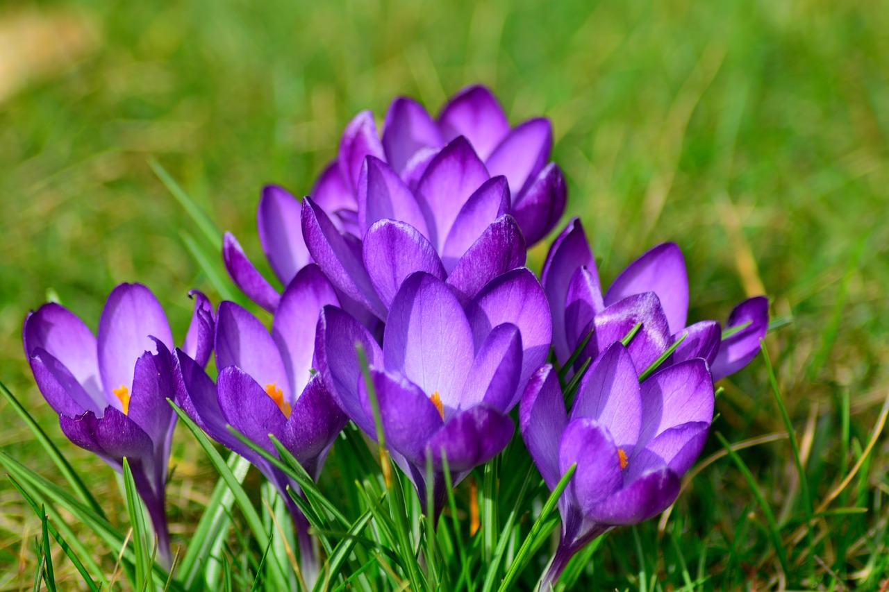 Image - crocus close frühlingsblüher violet