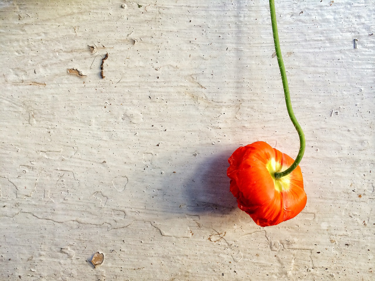 Image - flower wall paint orange green