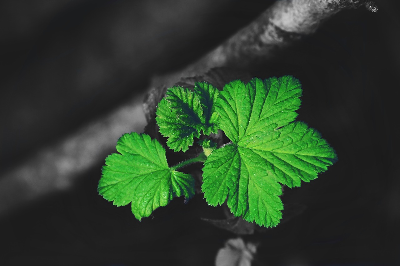 Image - leaves green plant nature