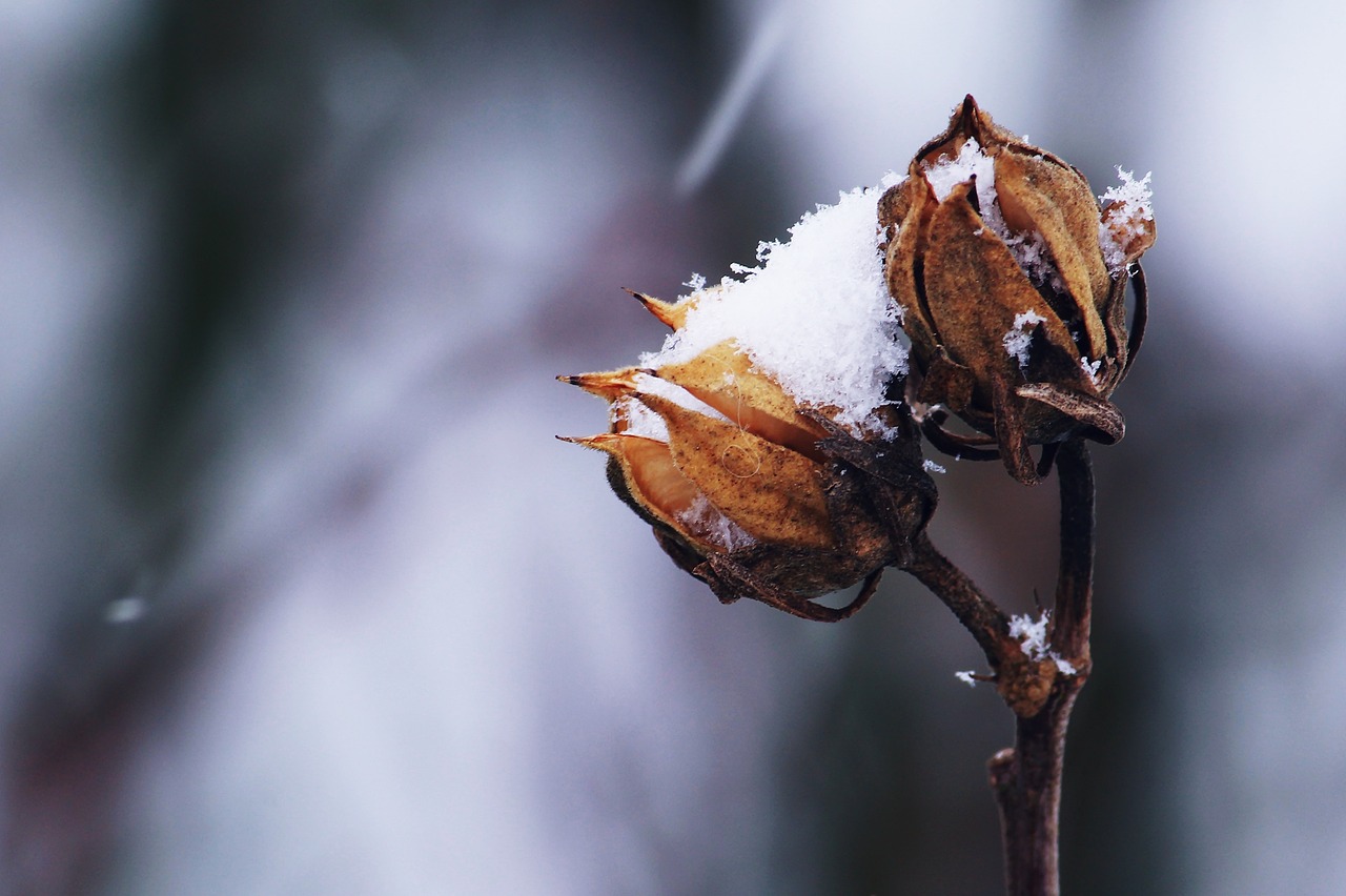 Image - snow winter white wintry cold
