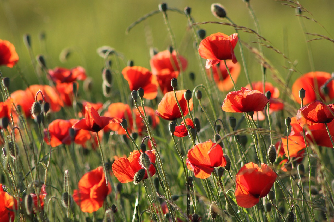 Image - flowers meadow summer nature