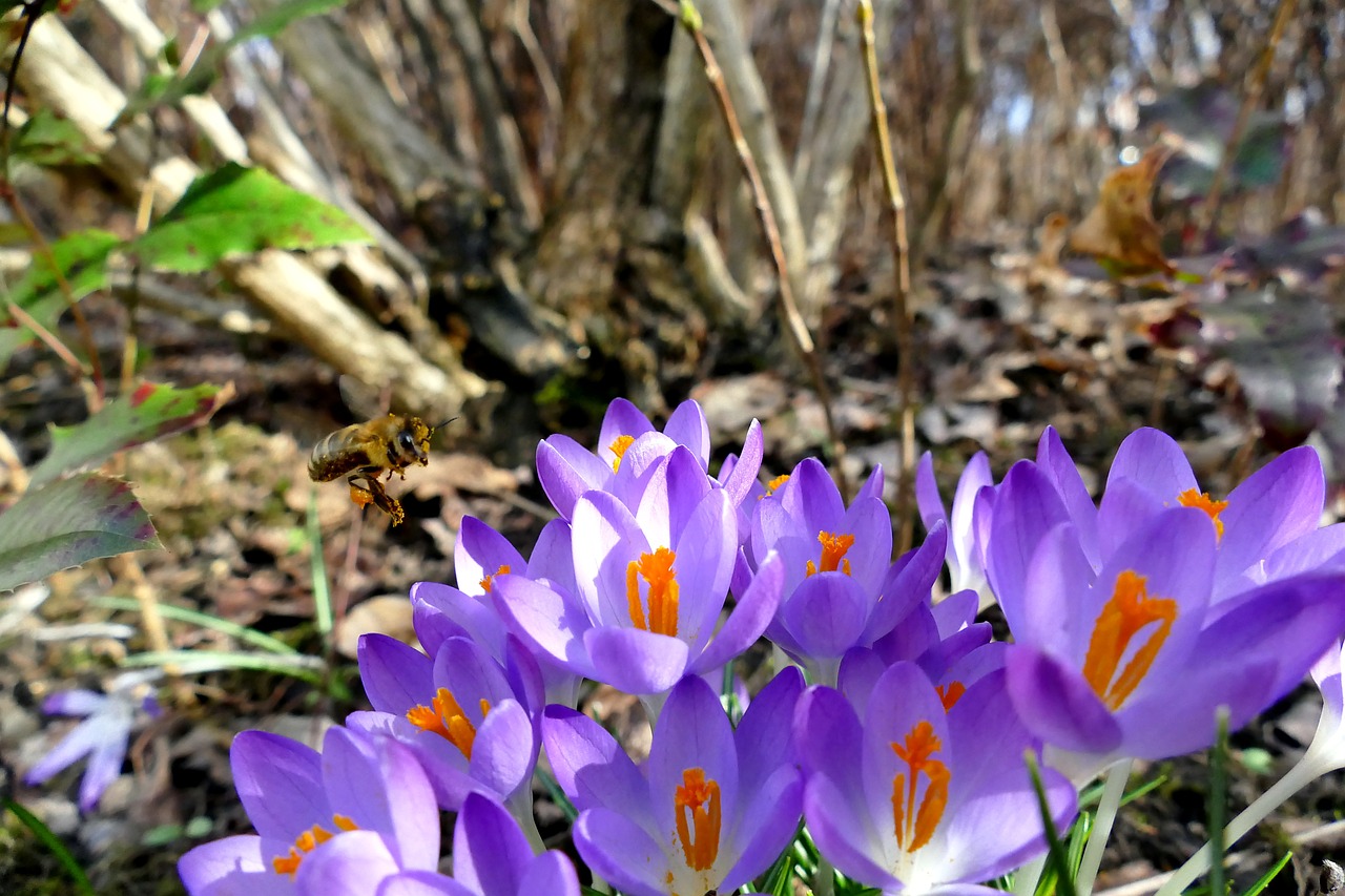 Image - nature spring crocus purple bee