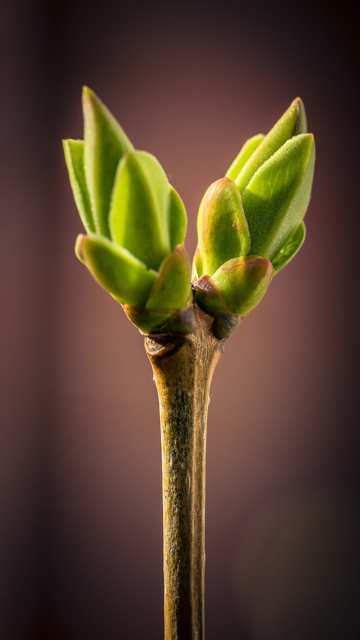 Image - bud spring macro sprouts plant
