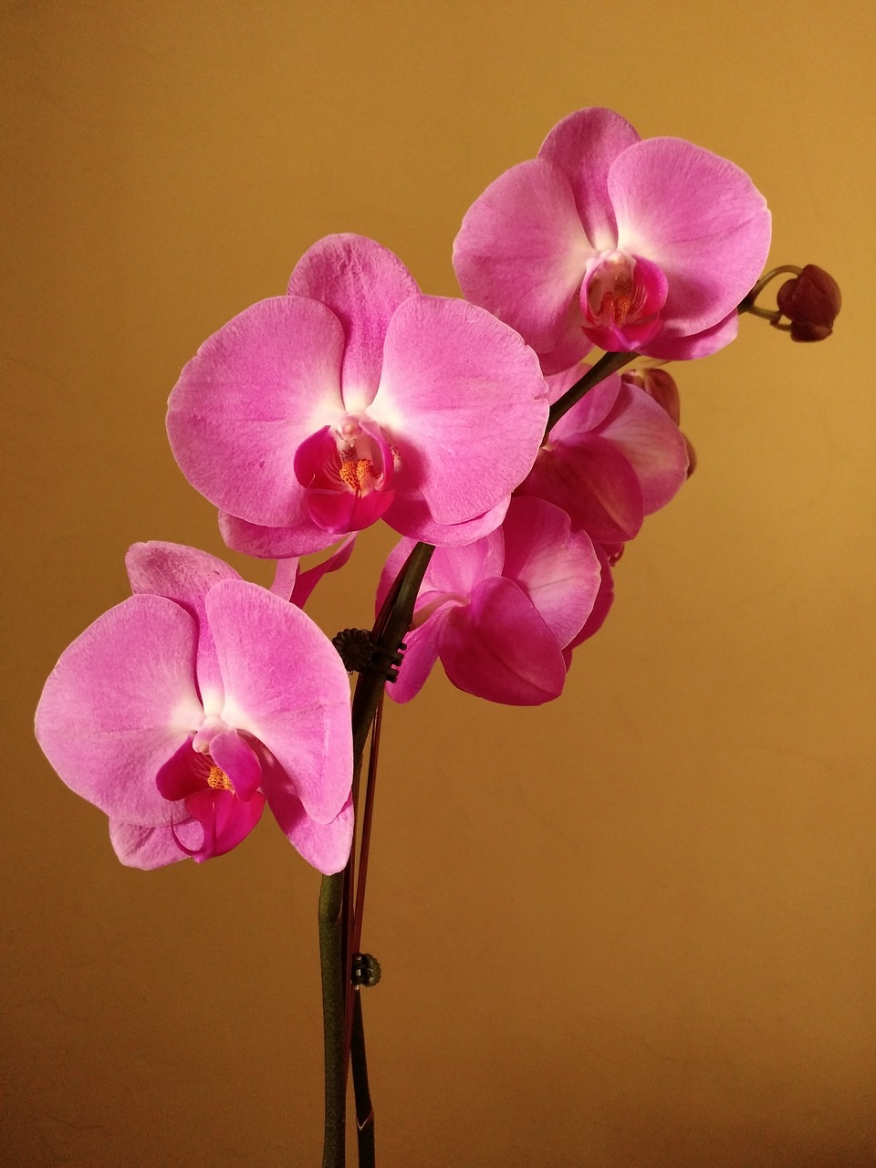 Image - pink orchid flower bloom