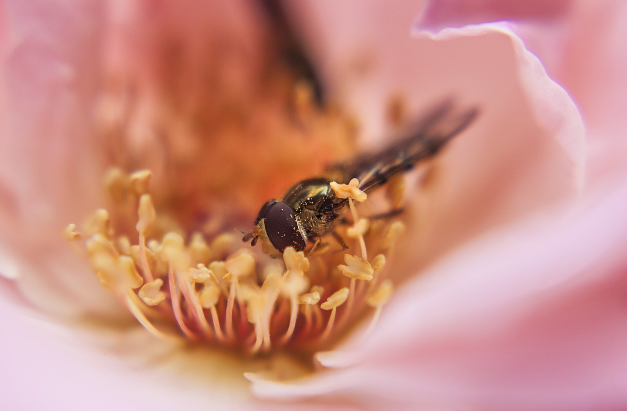 Image - macro flower bee floral nature