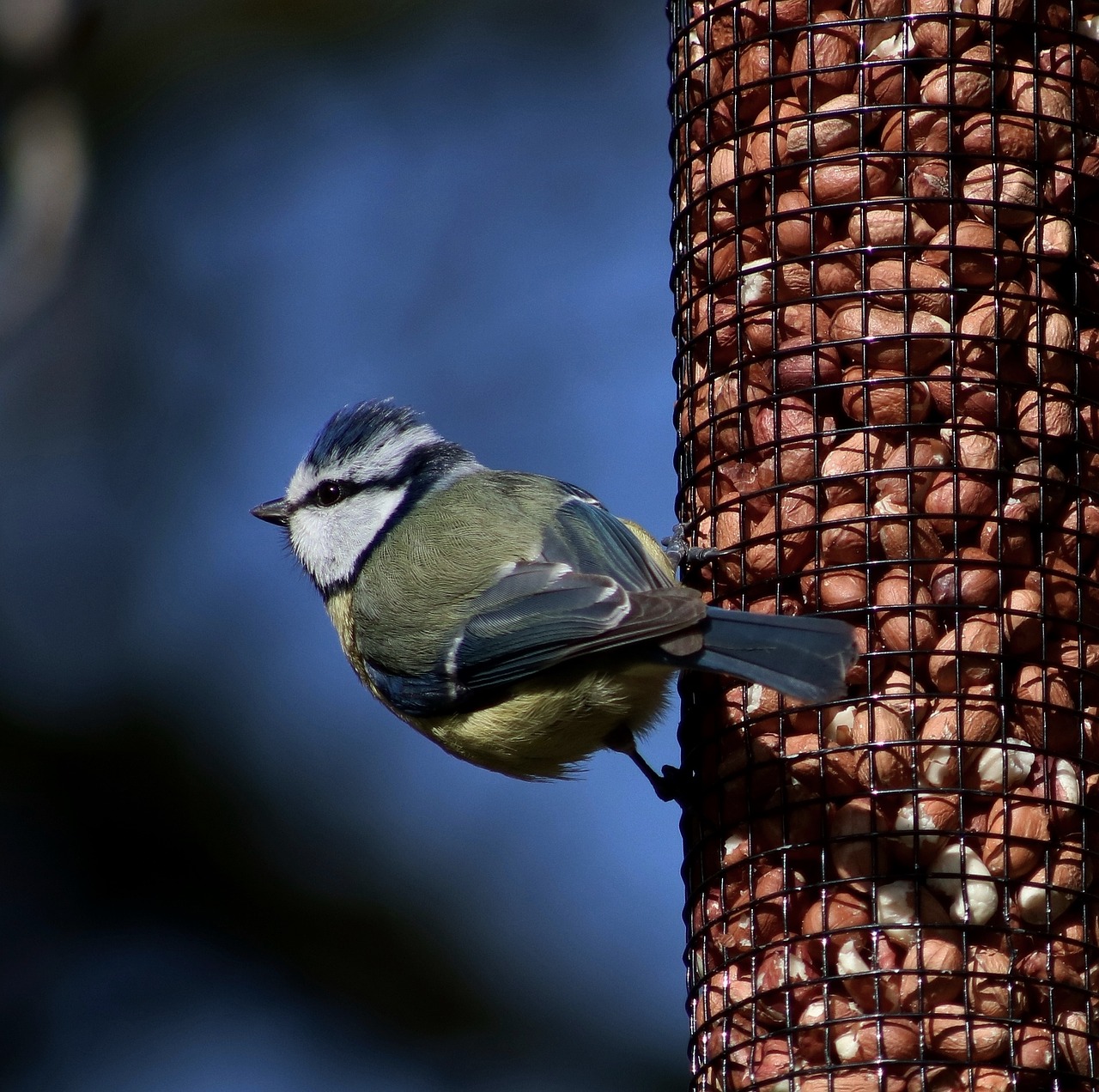 Image - blue tit bird fly peanuts