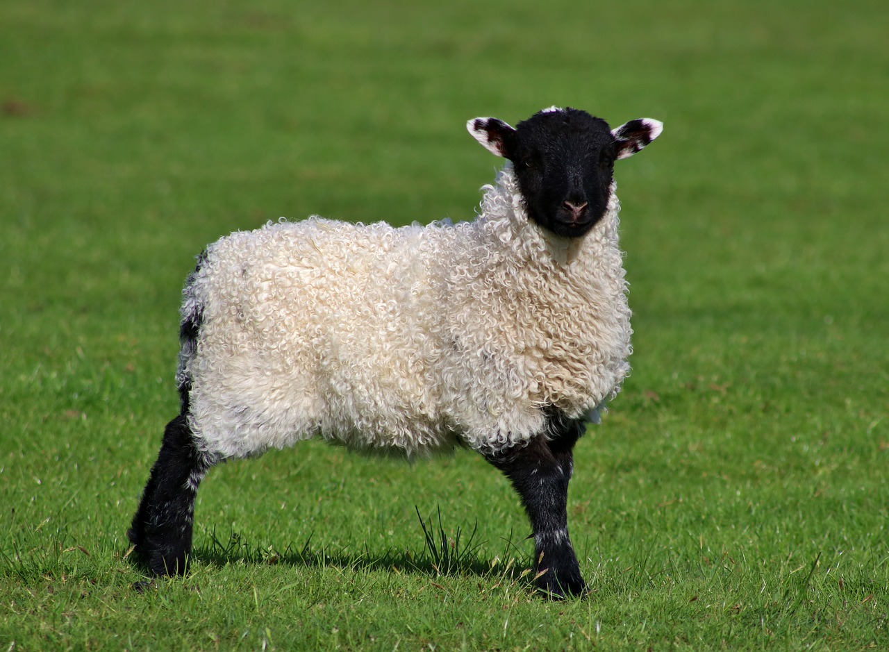 Image - lamb sheep look farm