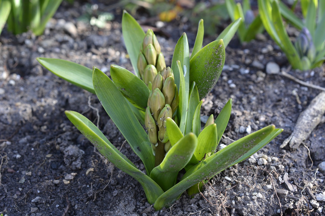 Image - hyacinth bud spring flower plant