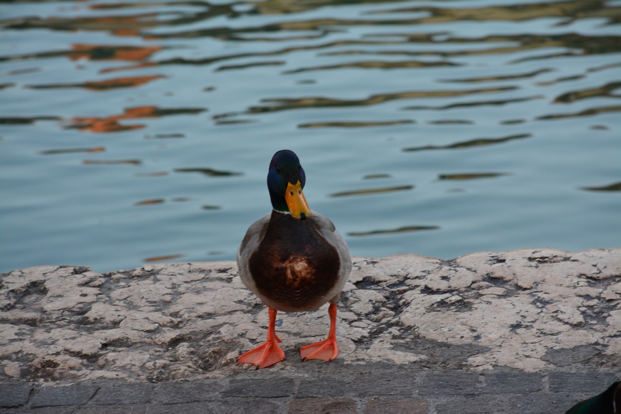 Image - duck birds lake germano