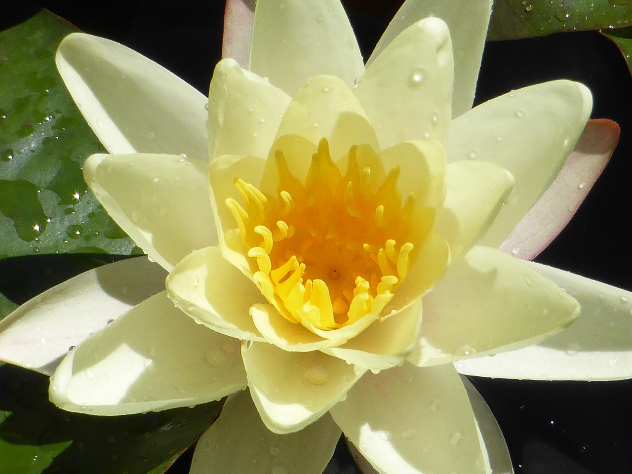 Image - lotus peaceful meditation nature