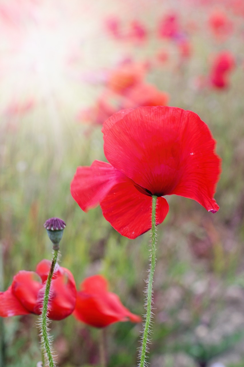 Image - poppies red flowers blooms spring