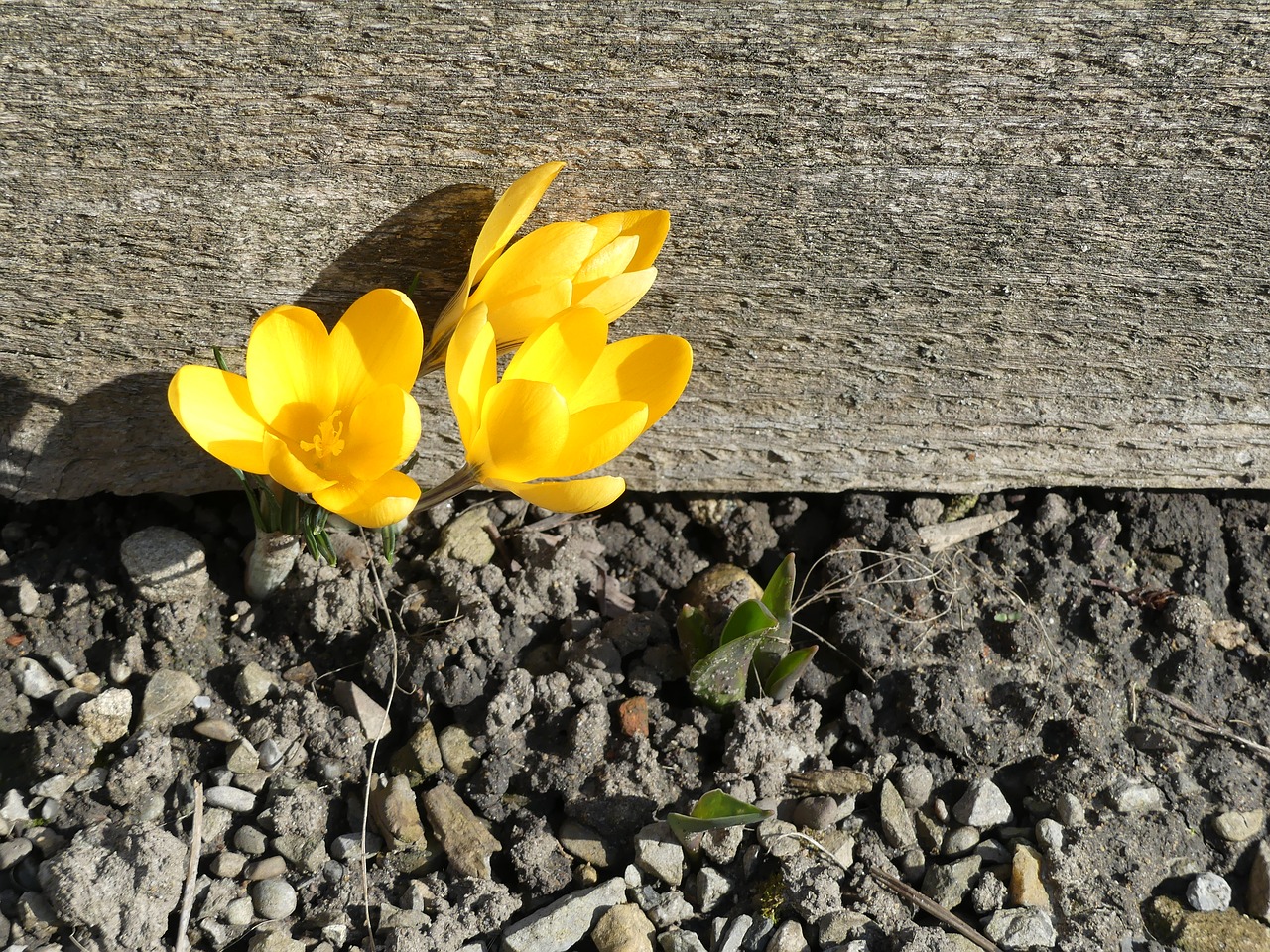 Image - crocus bloom earth dry live