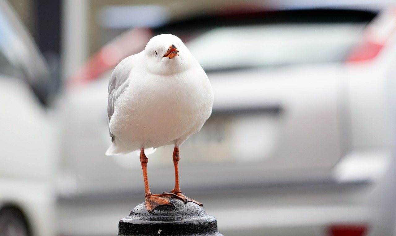 Image - cry bill bird portrait plumage