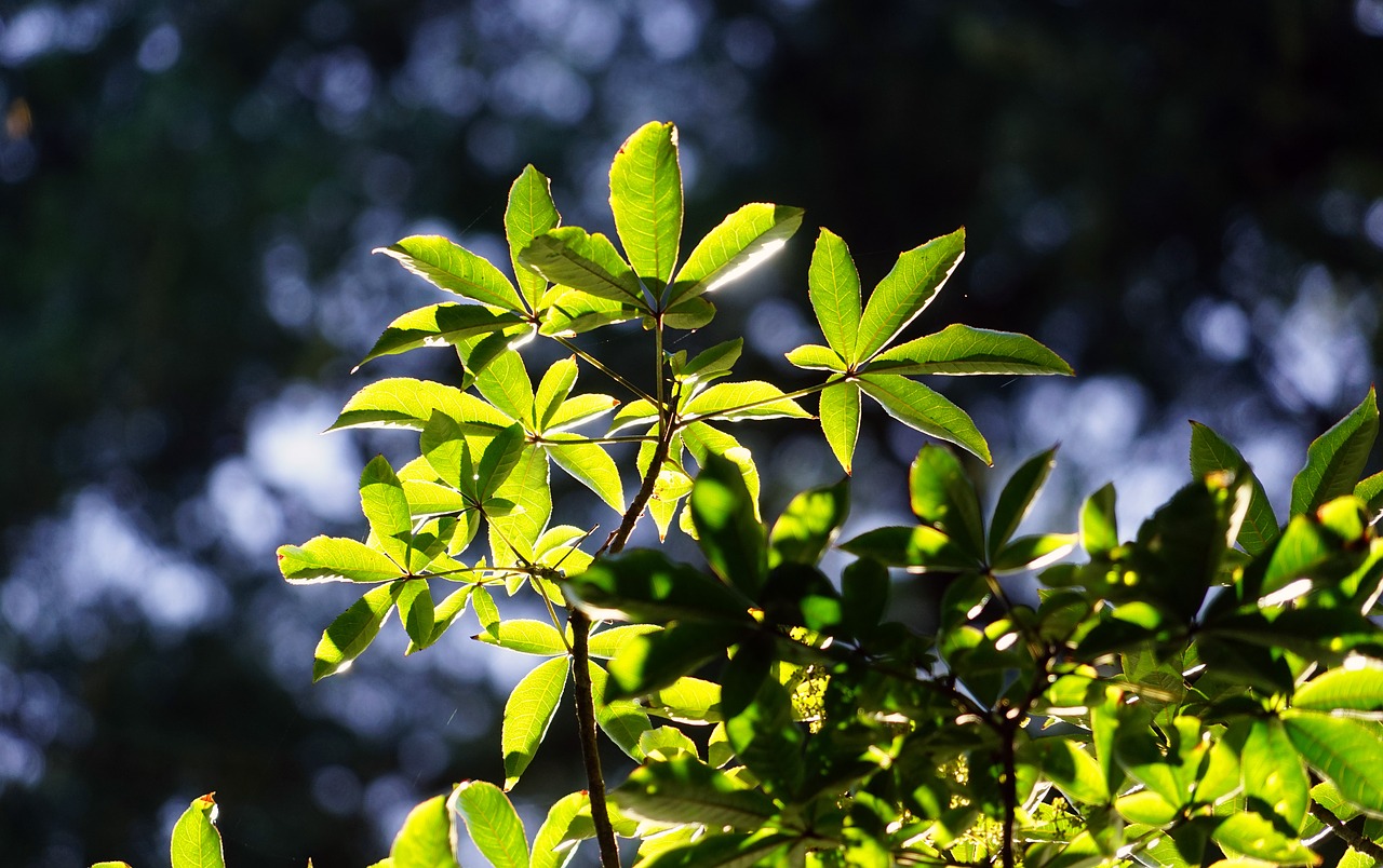 Image - leaves sun green silhouettes