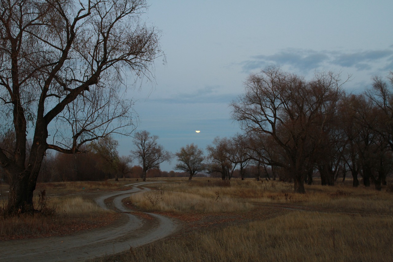 Image - night road moon forest panorama