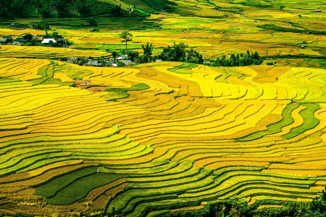 Image - rice terraces rice fields paddy