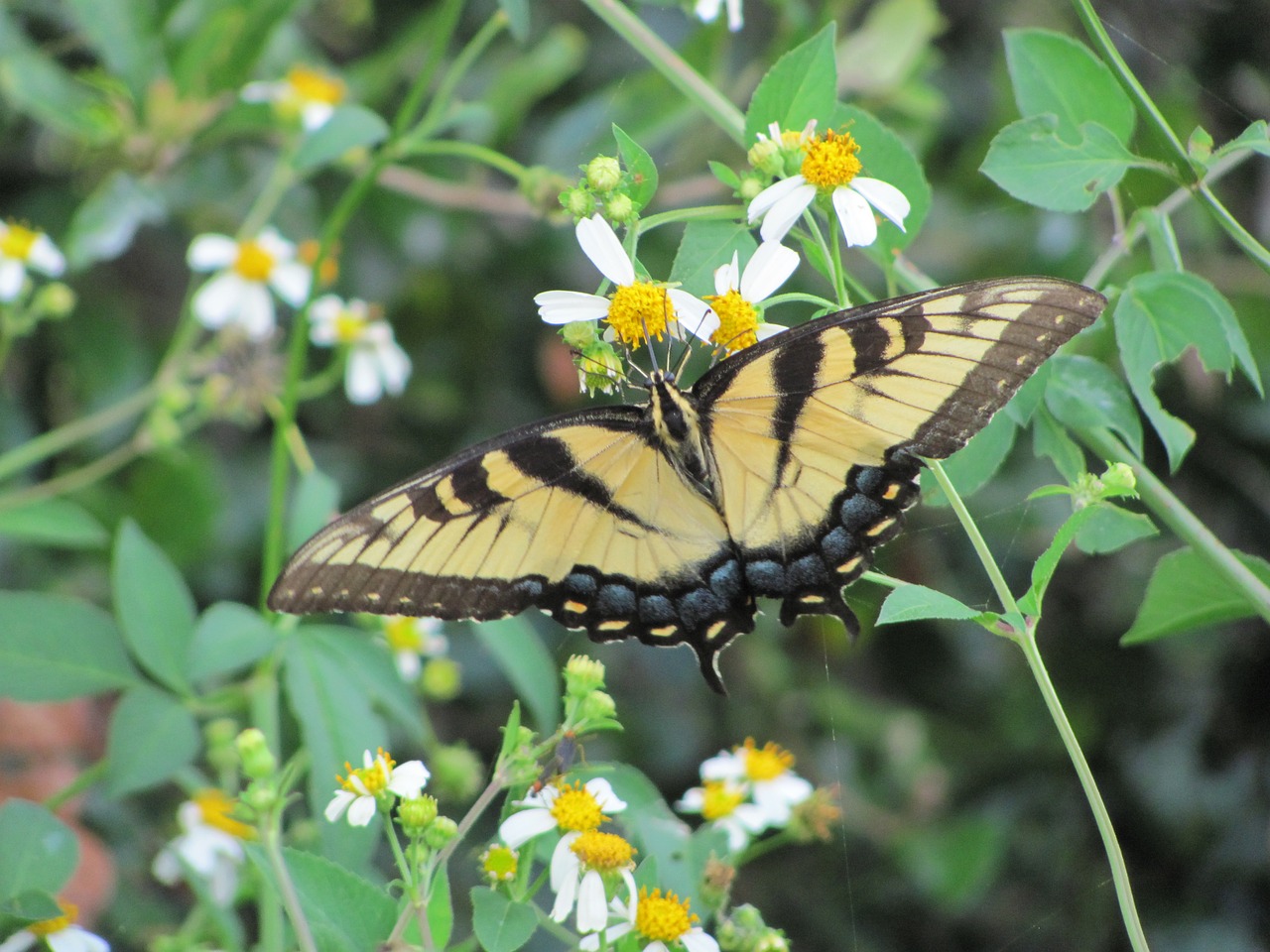 Image - yellow butterfly nature wild