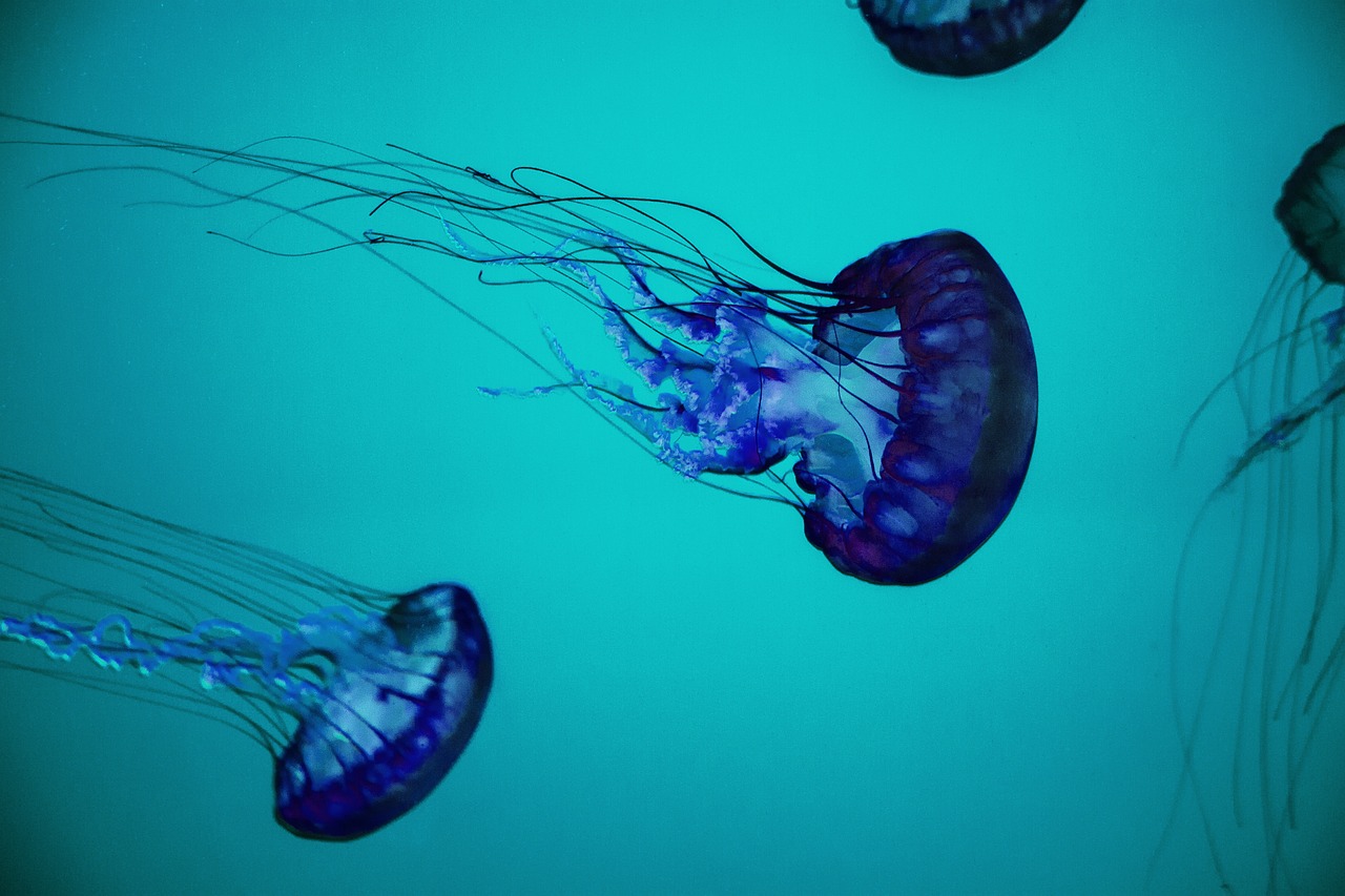 Image - underwater sea jellyfish water