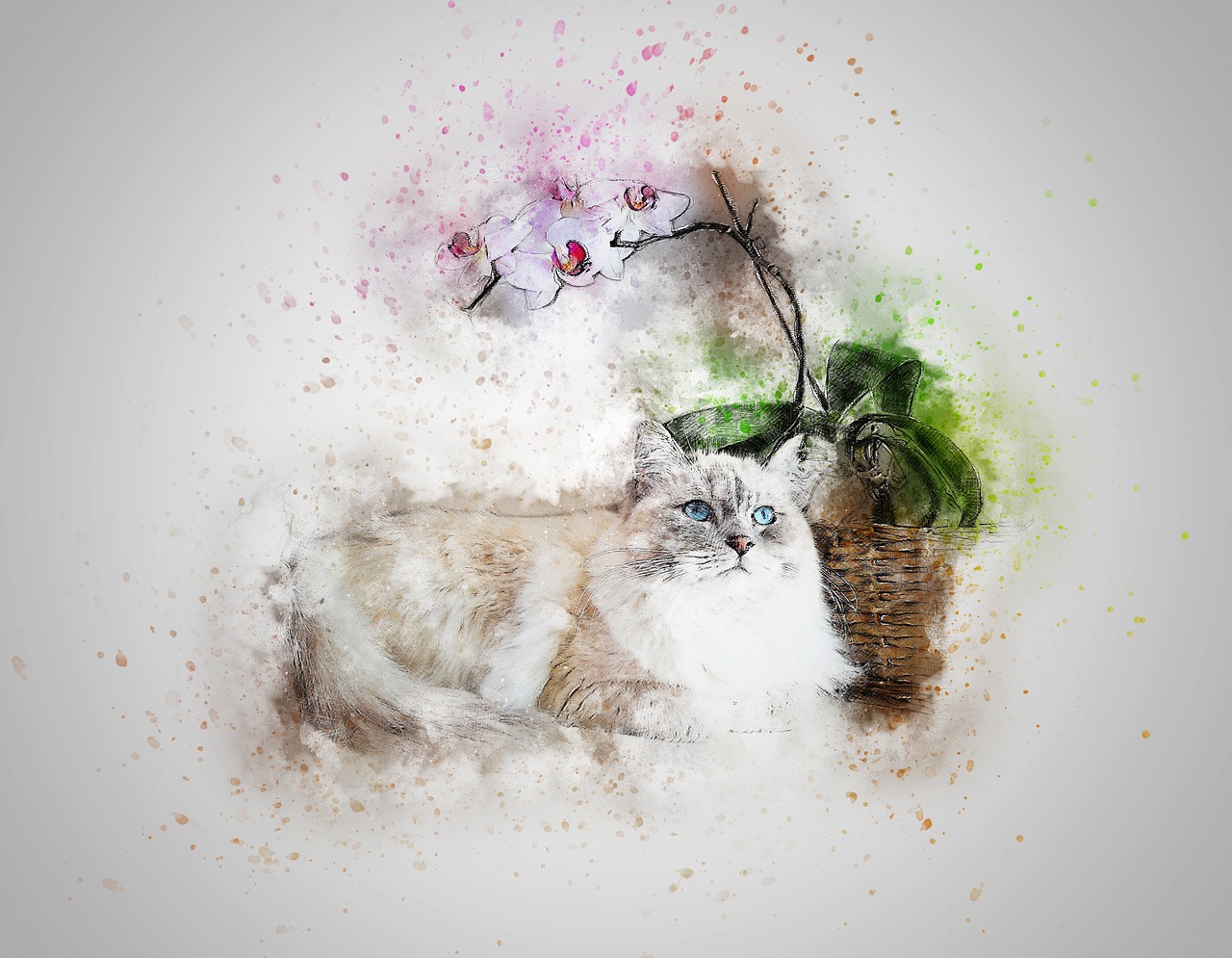 Image - cat pet white art abstract