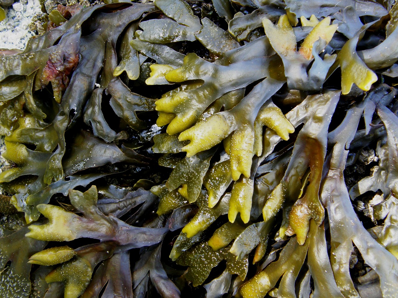 Image - kelp seaweed sea nature texture