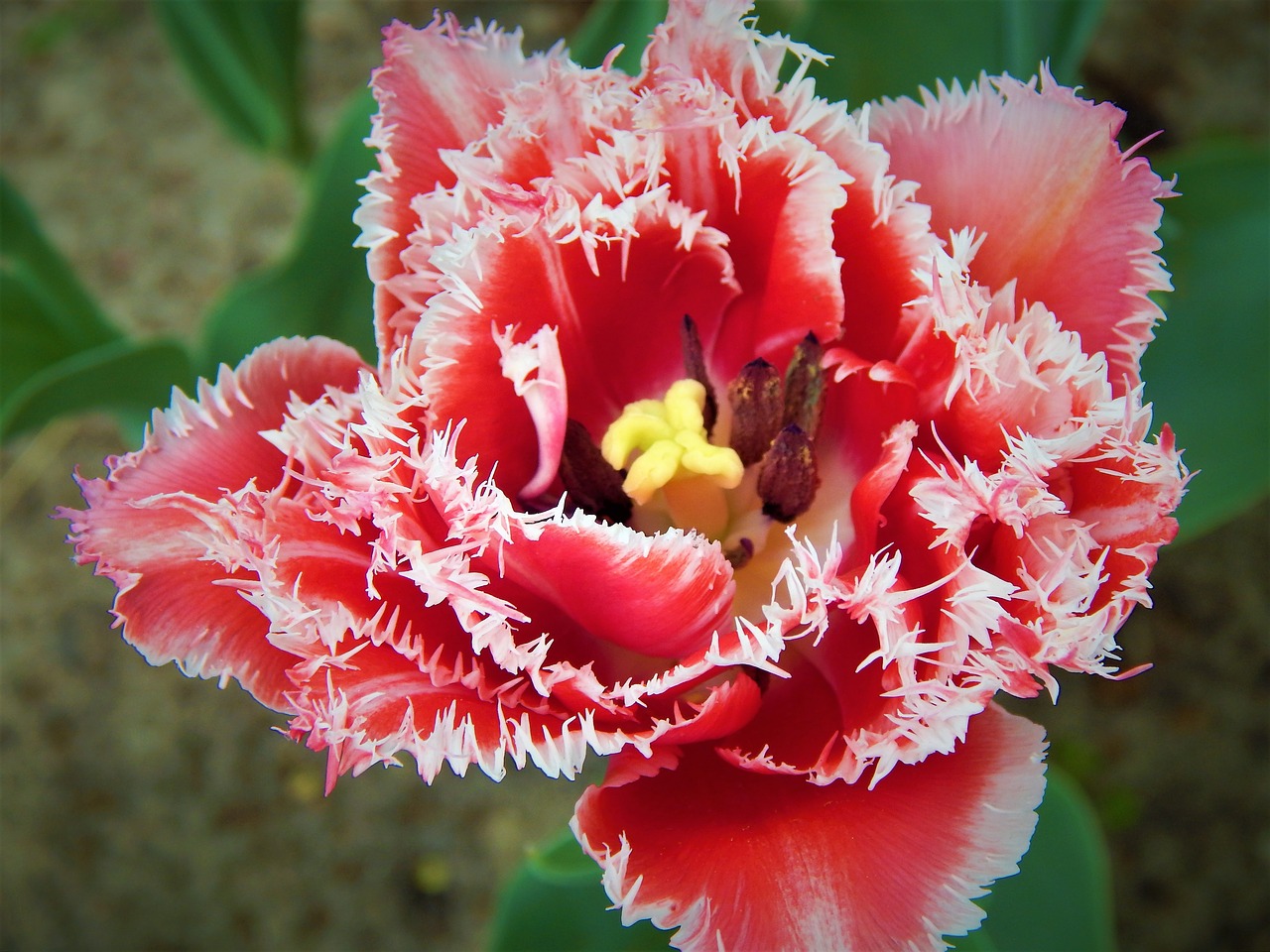 Image - tulip makrosemka flowers