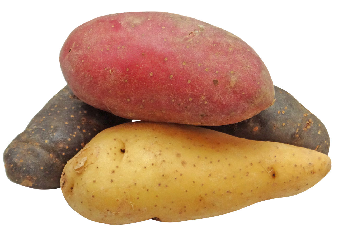 Image - potato fingerling rainbow potatoes