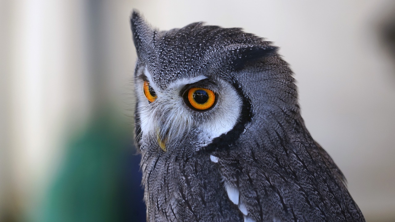 Image - owl eye view zwerguhu plumage