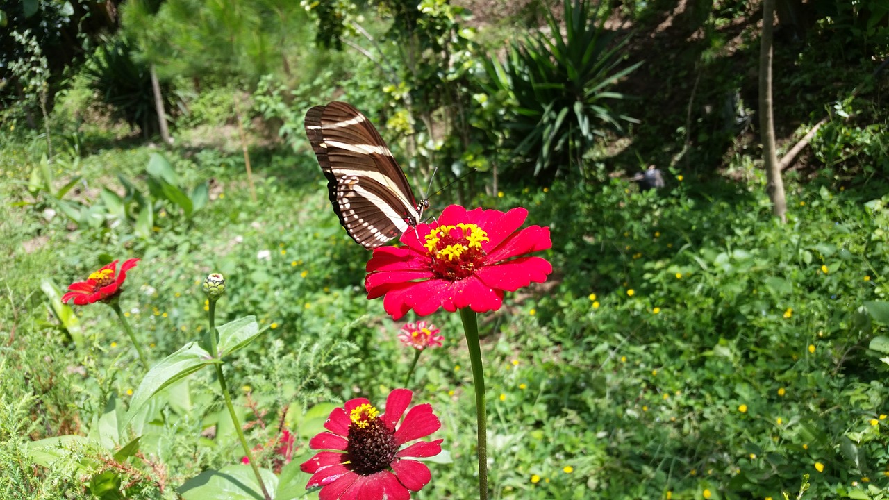 Image - flower butterfly garden libar