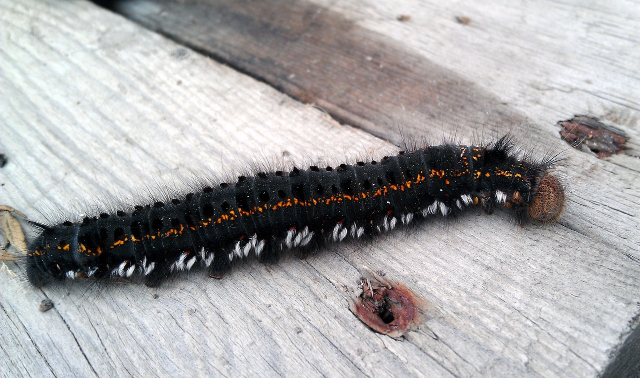 Image - euthrix potatoria butterfly larva