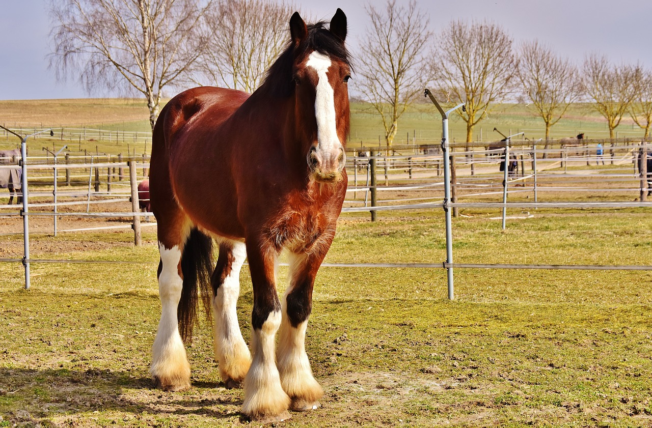 Image - shire horse horse coupling