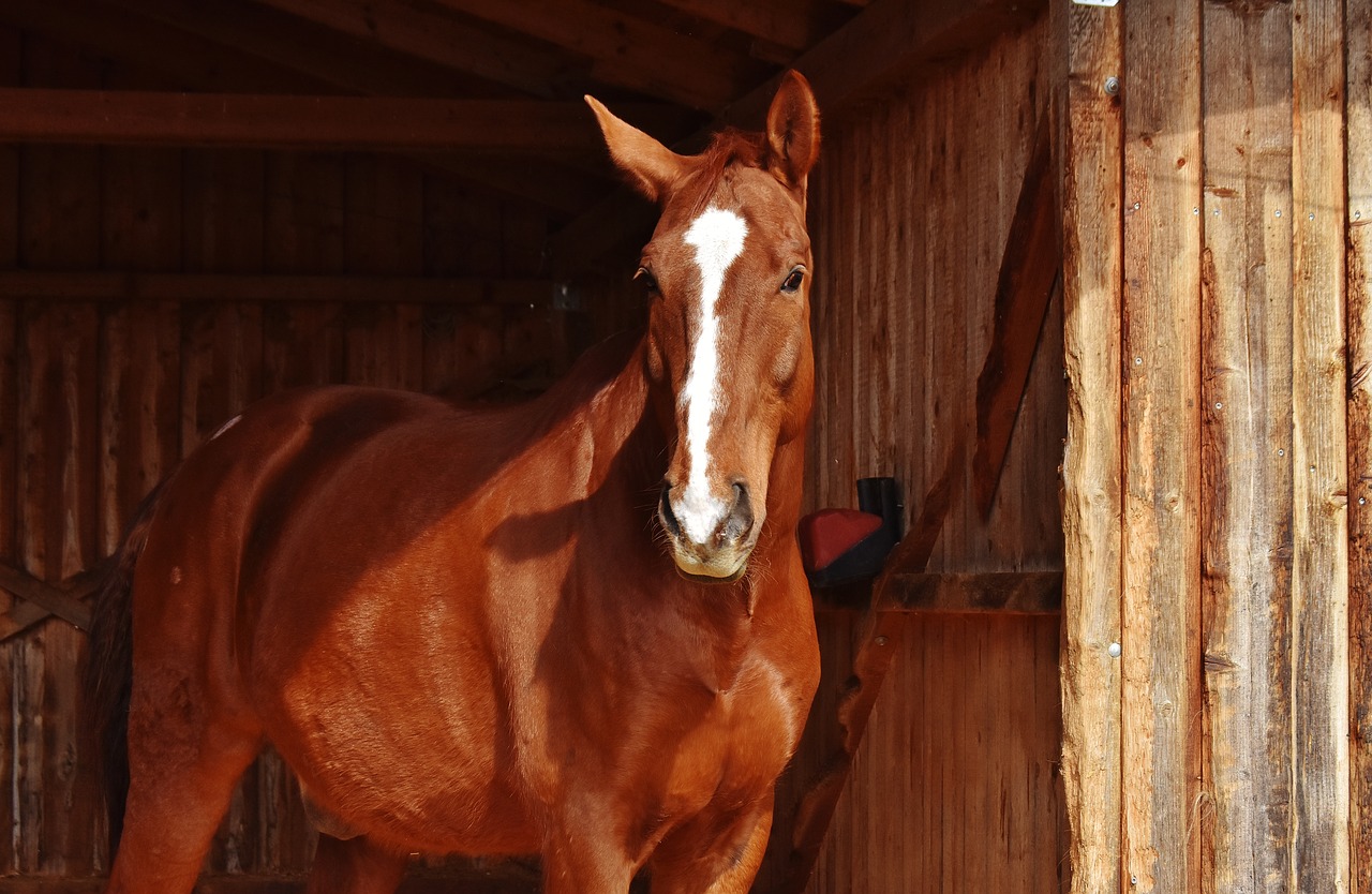 Image - horse brown animal animal world