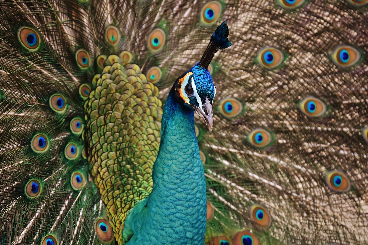 Image - peacock bird colorful animal